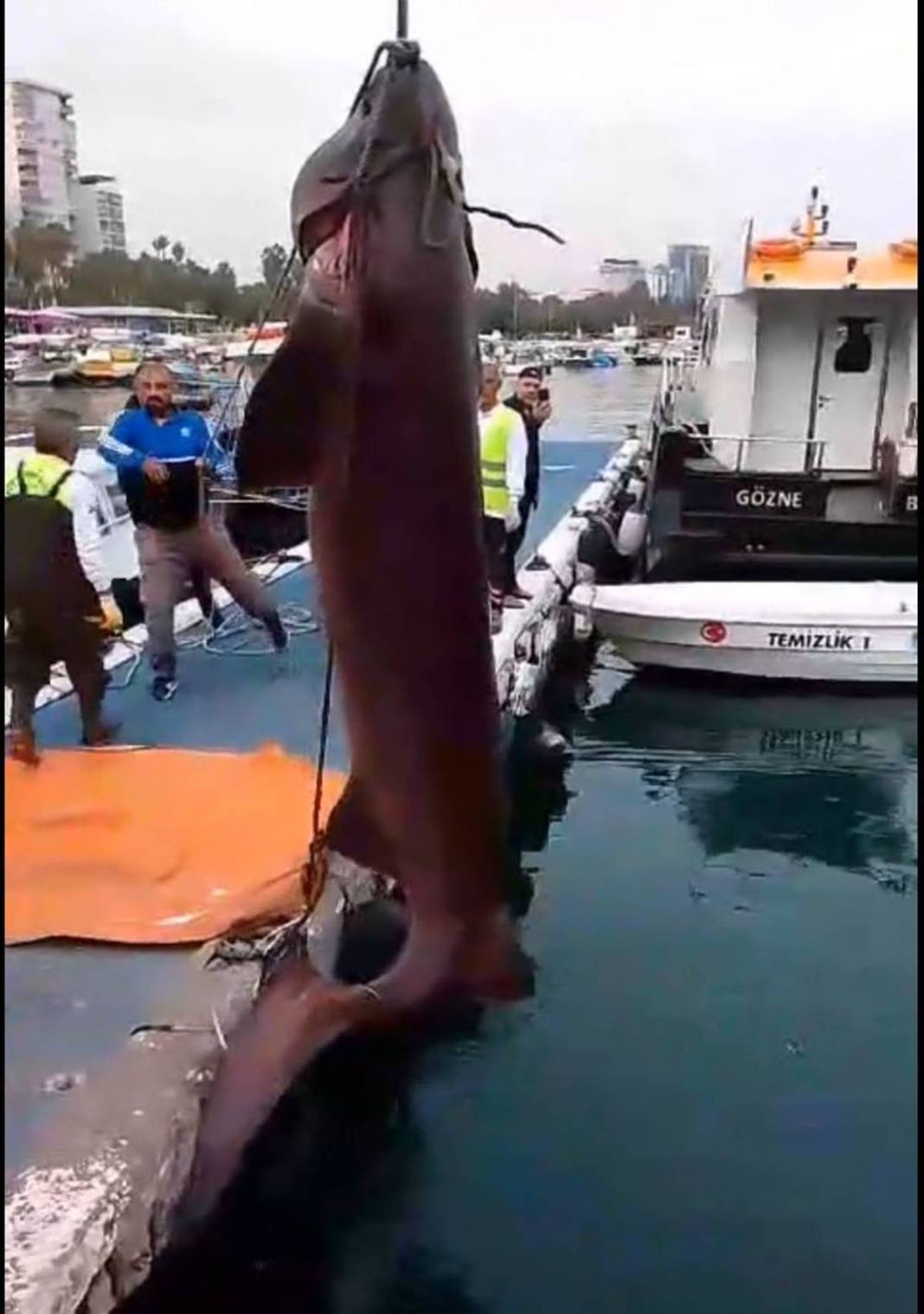 O ilimizde son 20 günde 2 köpekbalığı yakalandı! Deniz kıyısına gidenler dikkat etmeli 24